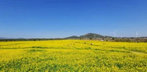 제주도 유채꽃