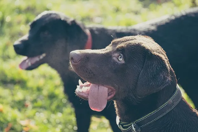 고야드 미니앙주 가방 최고의 선택과 가품 구별법