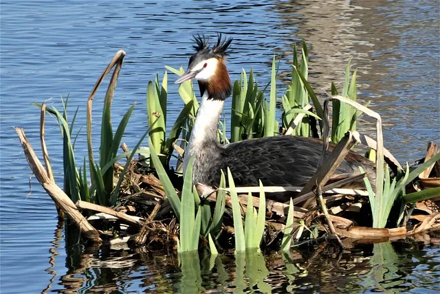 애플 사이다 비니거 효능과 부작용 정리