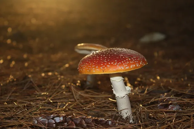 치아 미백 민간요법으로 변색 완화하기