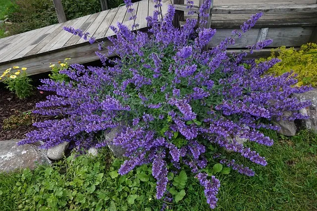 카무트효소 효능과 먹는법 및 부작용 완벽 안내