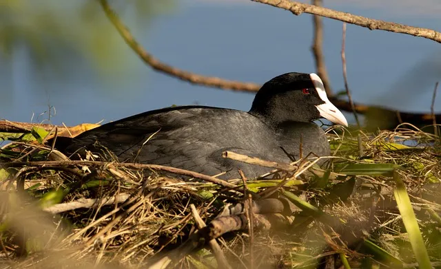 카무트효소 효능과 먹는법 및 부작용 완벽 안내