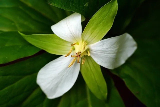 통풍에 좋은 음식과 조심해야 할 음식 완벽 가이드