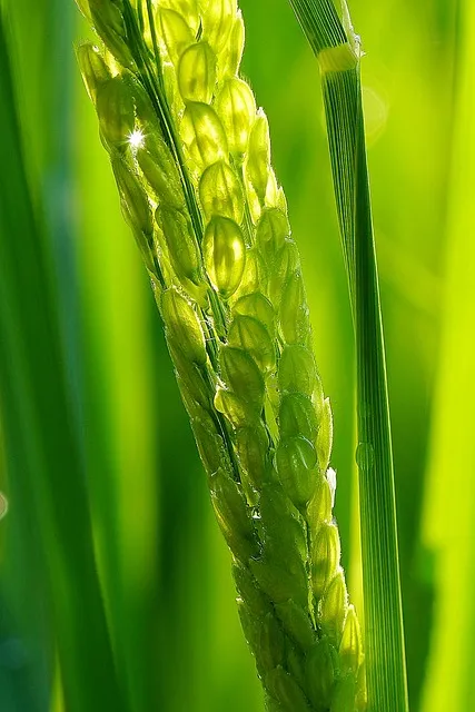 프로바이오틱스와 유산균 차이 및 효과
