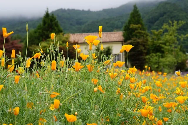 흑염소 효능 15가지: 면역력부터 피부 미용까지