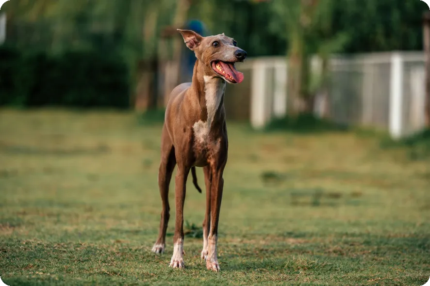 노인 맞춤형 운동이 필요할까