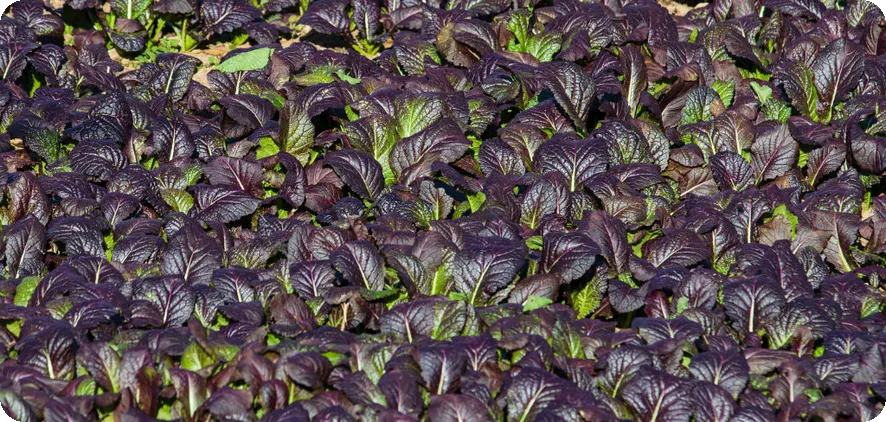 이석증과 비타민D 이젠 걱정 없어?