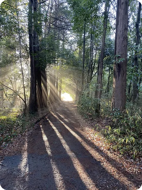 걷기의 효과와 올바른 자세로 건강 챙기기
