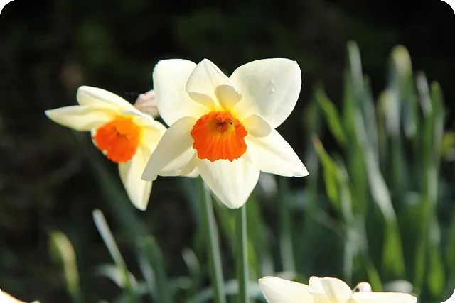 치아 미백 민간요법으로 하얗게 만드는 법은