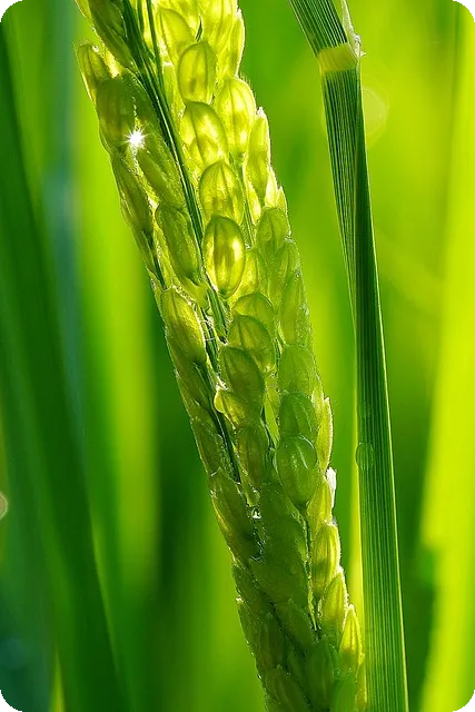 알티지 오메가3 효능과 복용법은?