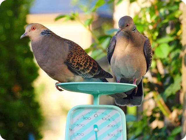 여에스더 다이어트 유산균 혈당 관리 어떻게?